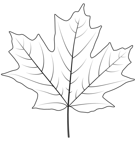 Sugar Maple Leaf Coloring Page